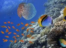 Koraalriffen in Belize